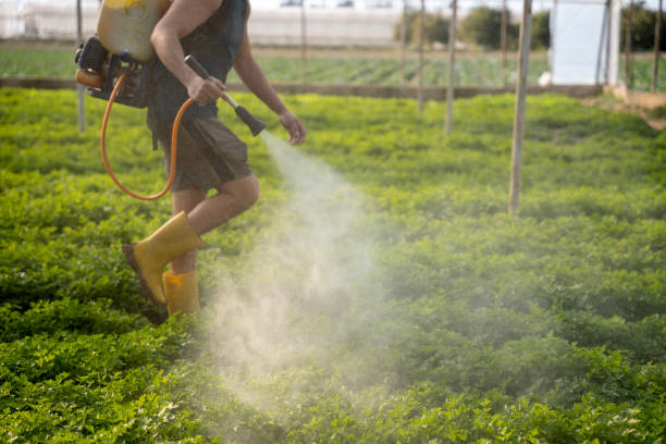 Best Affordable Pest Control Services  in South River, NM