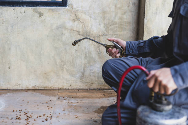 Best Ant Control Services  in South River, NM